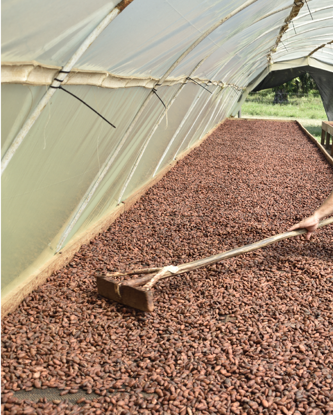Chocolate Bean to Bar: ¿Qué significa y por qué importa a la hora de hacer tu compra online?