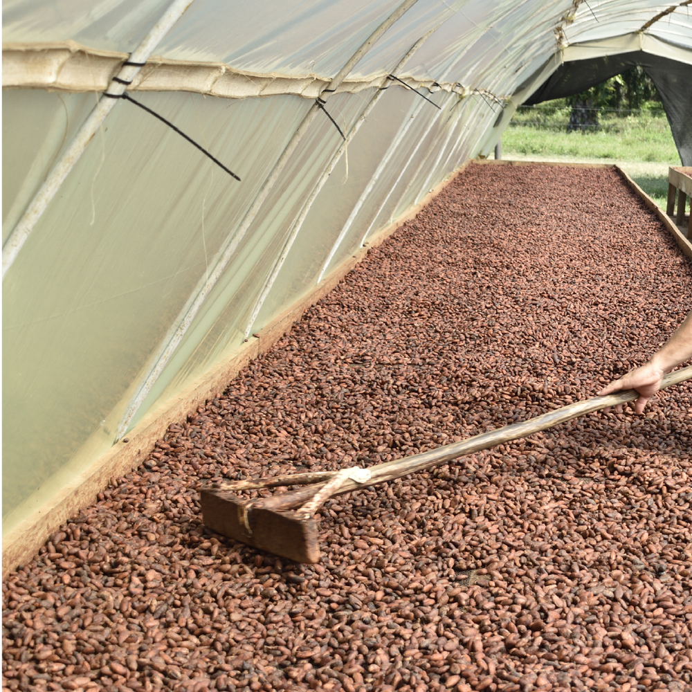 Chocolate Bean to Bar: ¿Qué significa y por qué importa a la hora de hacer tu compra online?