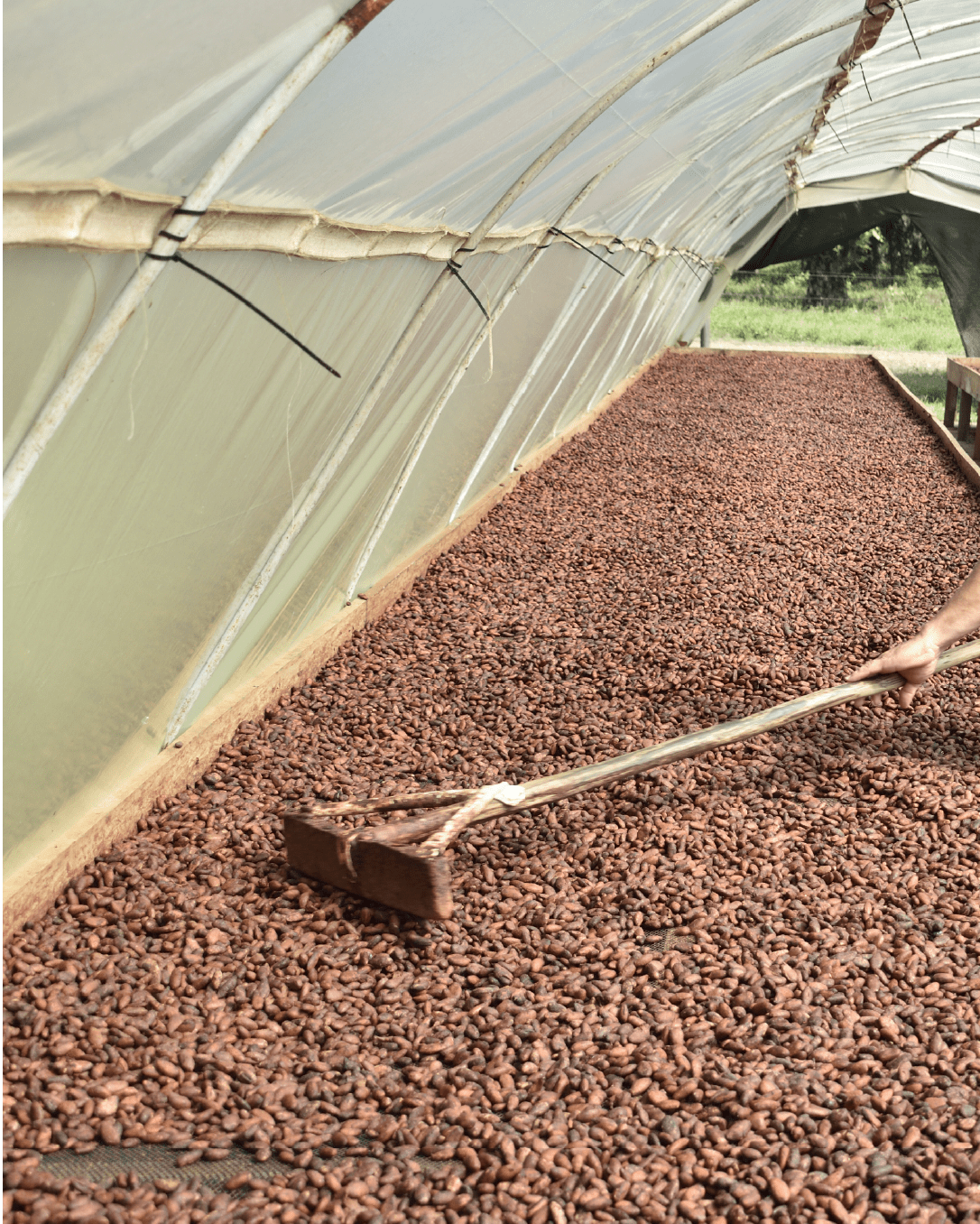 Chocolate Bean to Bar: Descubre su Significado y Importancia Aquí - Tibitó