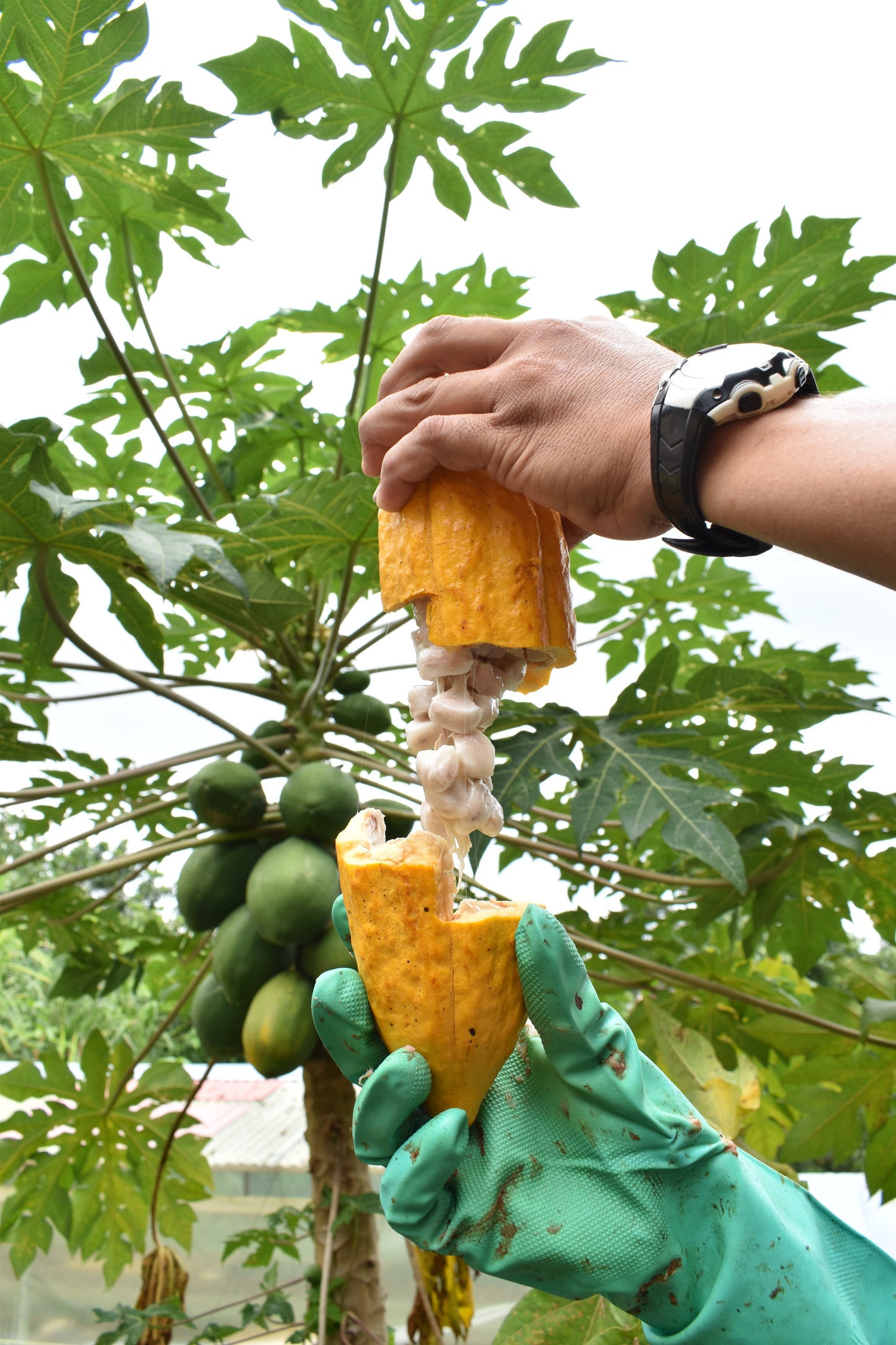 El Chocolate fino de aroma: Orgullo Colombiano con sabor a origen - Tibitó